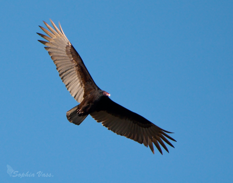 Soaring Turkey Vulture