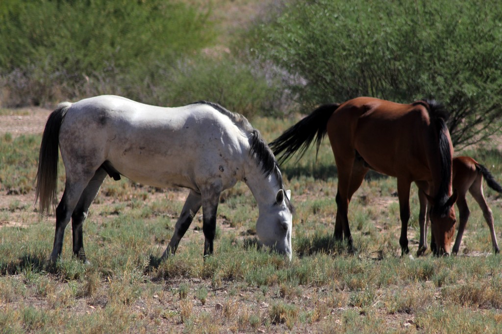 Auob Country Lodge, Namibia 25