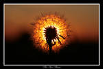 'The' sun flower by R3ality66