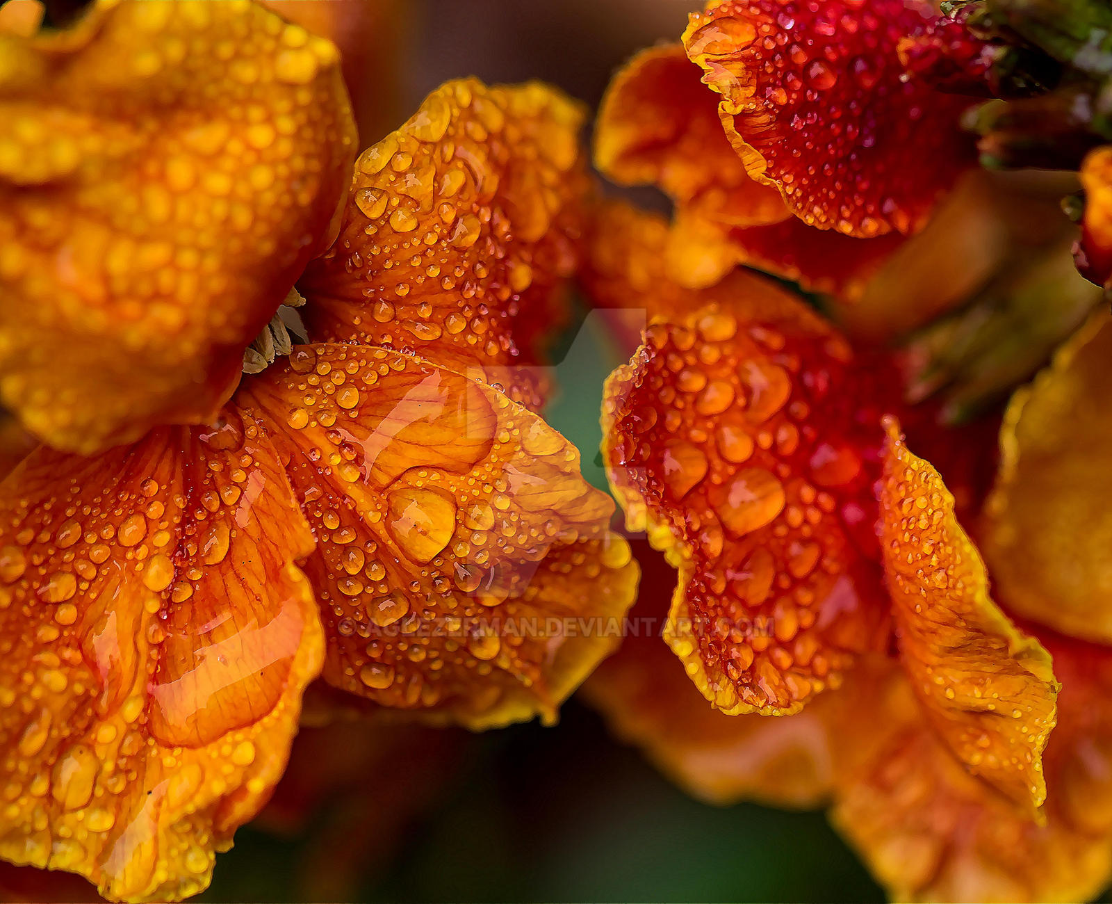 Drops and petals