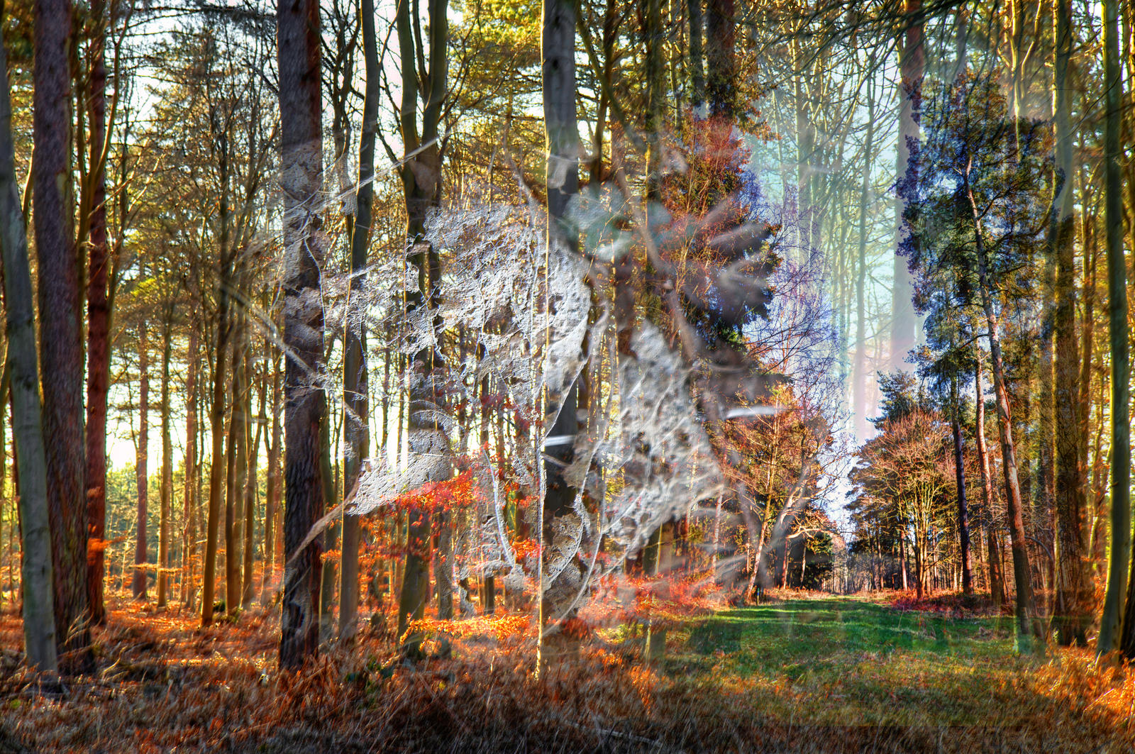 Four seasons of the forest, Thetford, UK