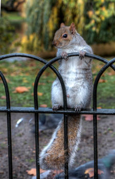 Posing squirrel, St James' park, London