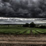 Suffolk fields
