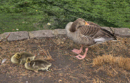 Goslings with mother goose