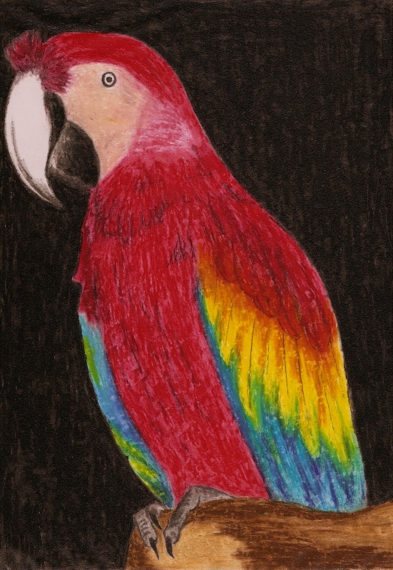 papuga 'parrot'