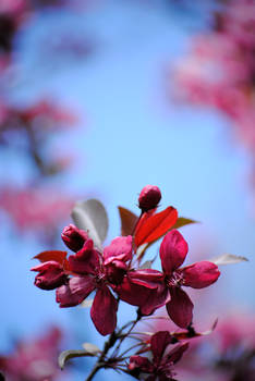 Budding Flowers3