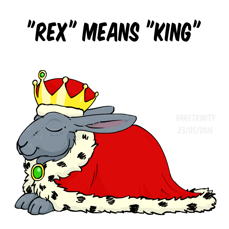 Rex Rabbit King Rex means king by HareTrinity on DeviantArt