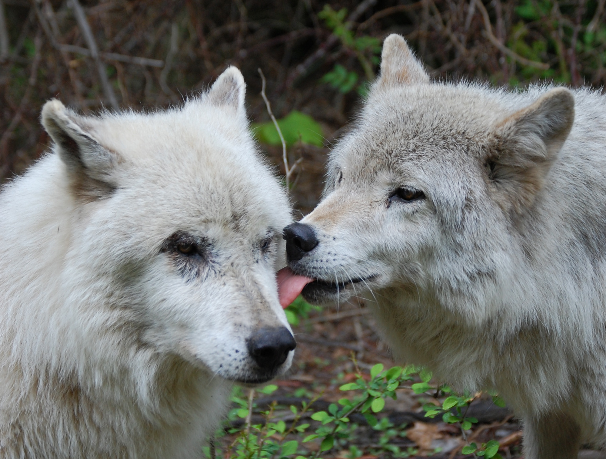 Wolf Kisses by kaattiie on DeviantArt