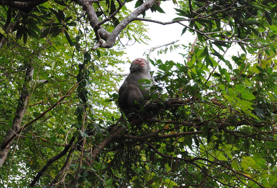 Wildlife Monkey