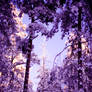 snowy forest