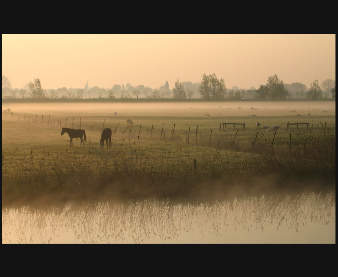 Foggy Farmersland