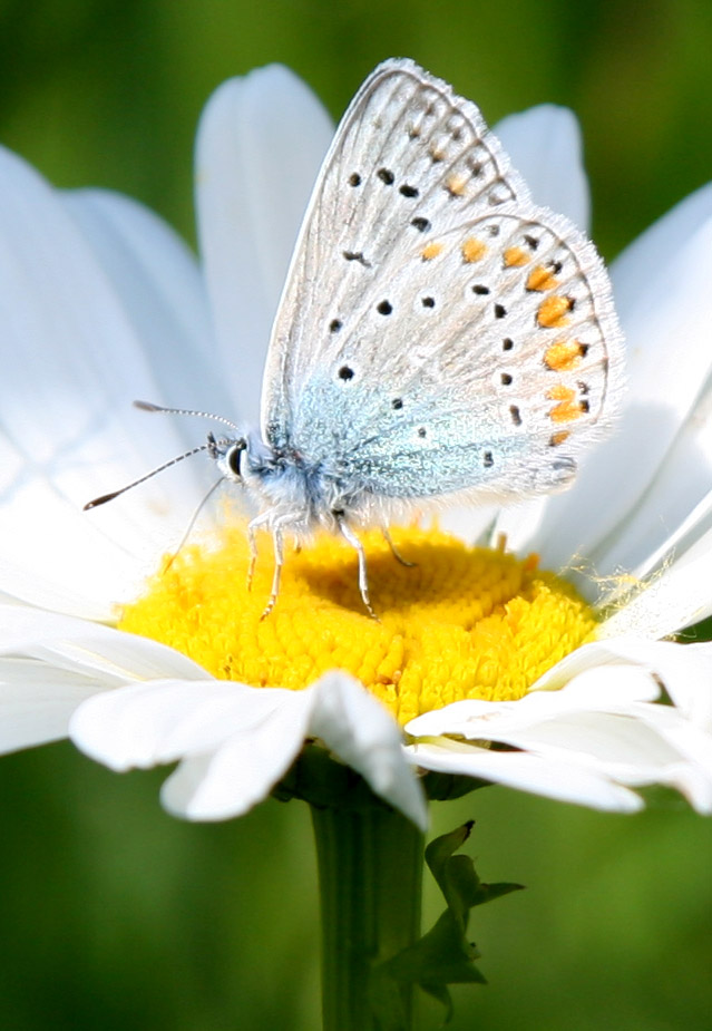 Icarus Blauwtje