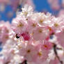 Blossoms are Beautyful.