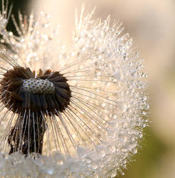 Sparkled Dandelion