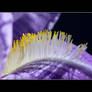 The purple Iris