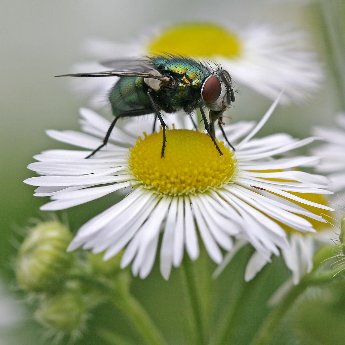 It's a Monster on a Flower