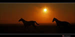 Running Wild by Betuwefotograaf