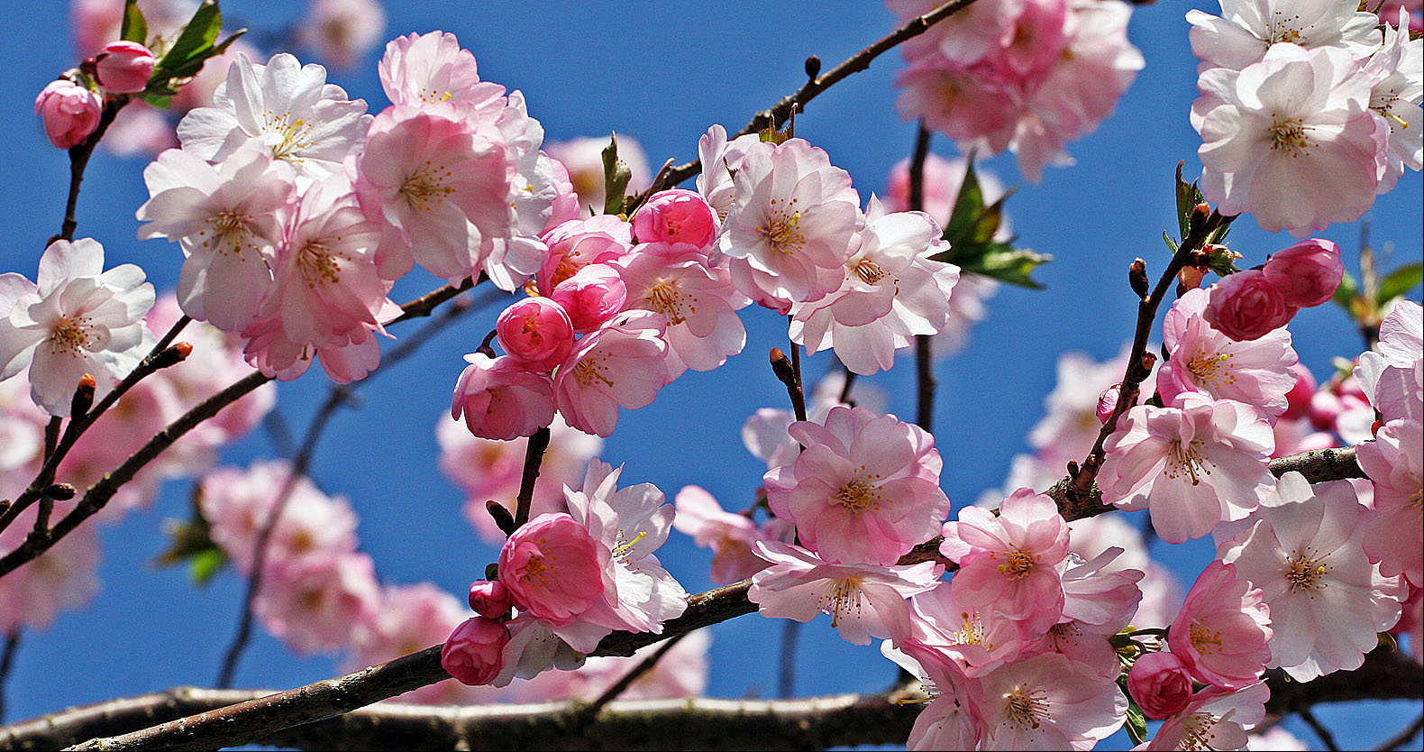 Spring is in Holland XV