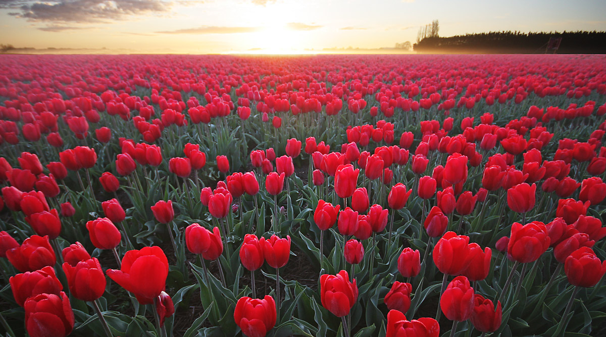 Tulpen uit Holland  IV