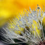 Dandelion V