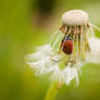 Natural Umbrella