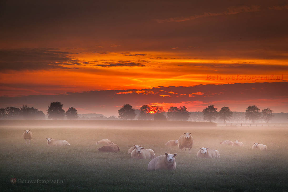 Foggy Sheeps........... by Betuwefotograaf