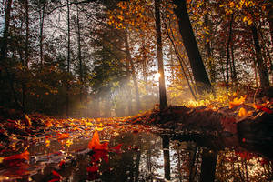 Autumn in Holland now..........