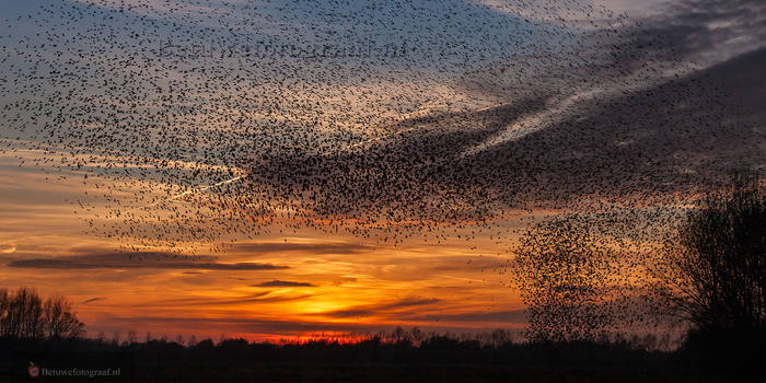 Starlings murmuration in Holland .....I....