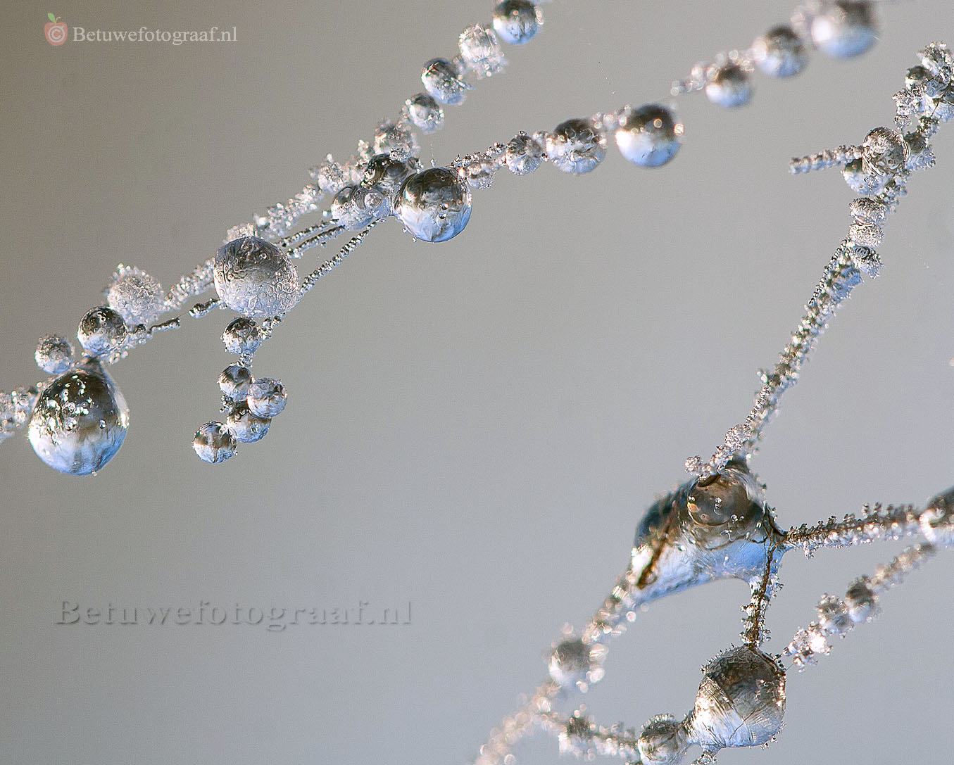 Frozen pearls of Nature............