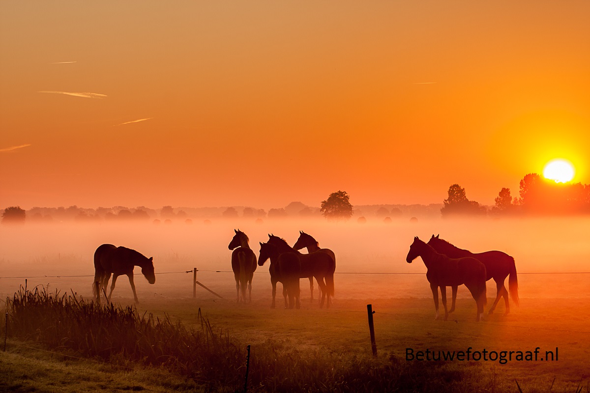 Horses in the Mist