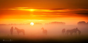 Silhouttes in the Mist