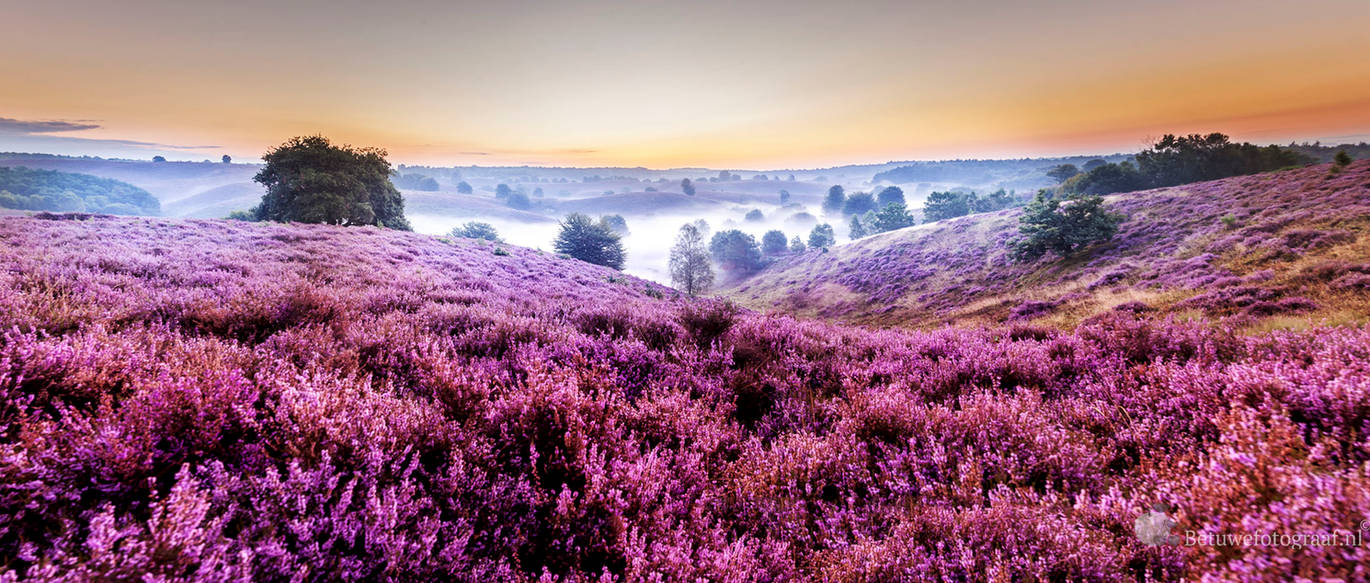 Sunrise over the blooming heitherfields in Holland by Betuwefotograaf