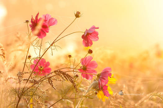 Field bouquet after the sunrise...........