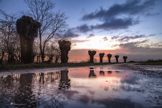 Sunrise in a puddle