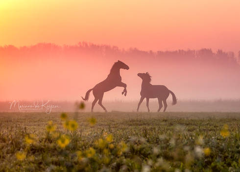 Playing Horses