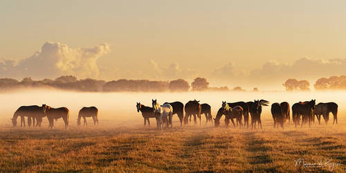 goodmorning horses in the mist