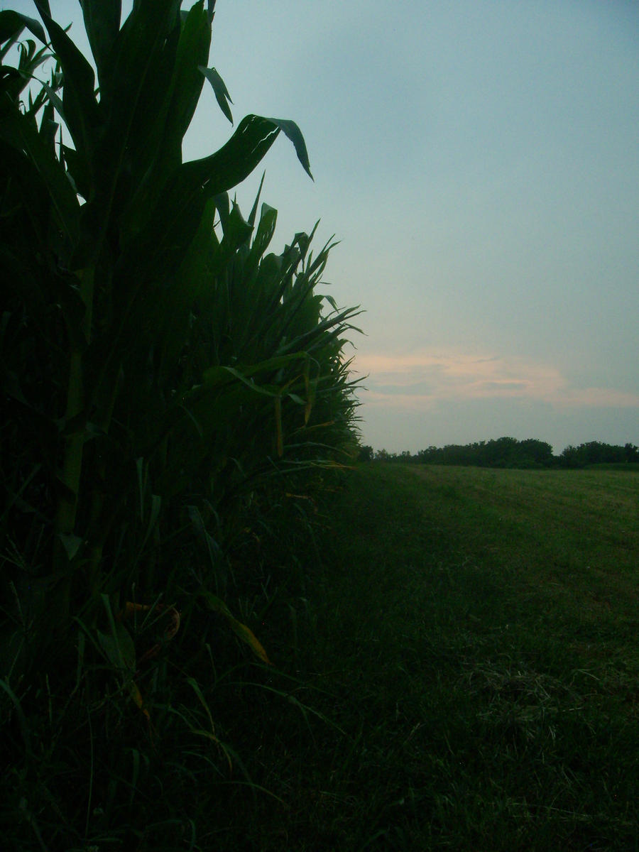 cornfield