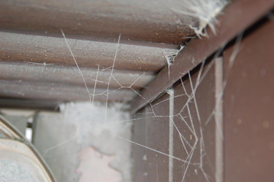 cement web 5