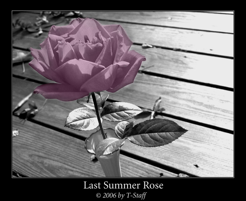 Last Summer Rose