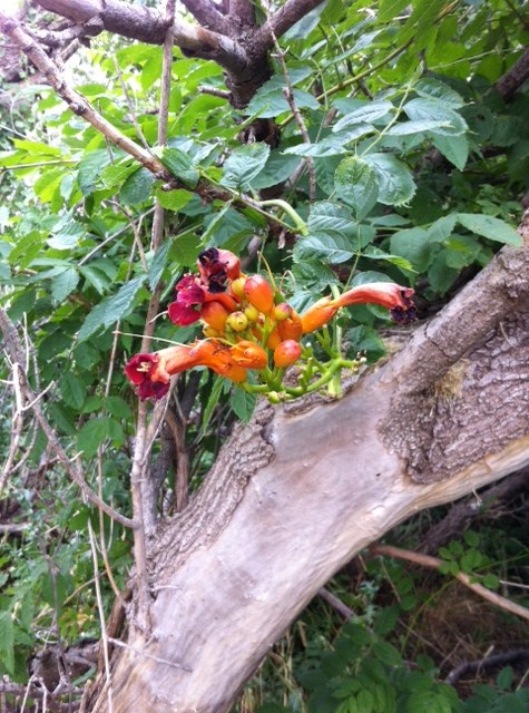 Woodland Flowers