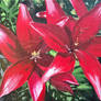 Red Tiger Lilies