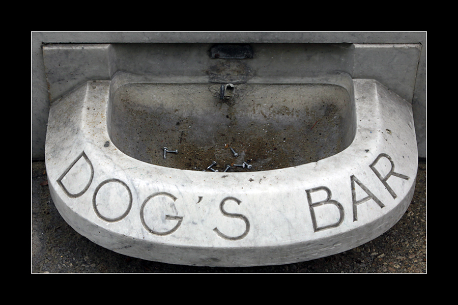 Dog's bar