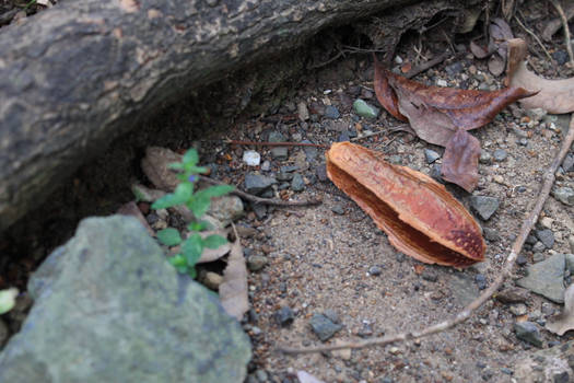 Forest Floor