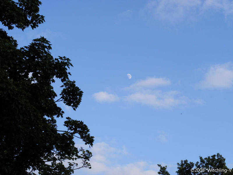 Tree, Sky and the Moon