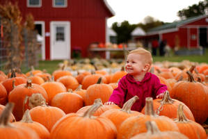 In the Pumpkin Patch