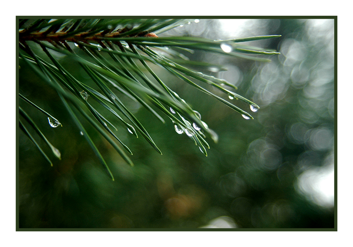 Water on the Pine