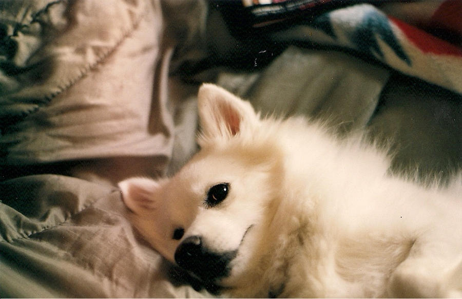 rascal :D by innocentbones on DeviantArt