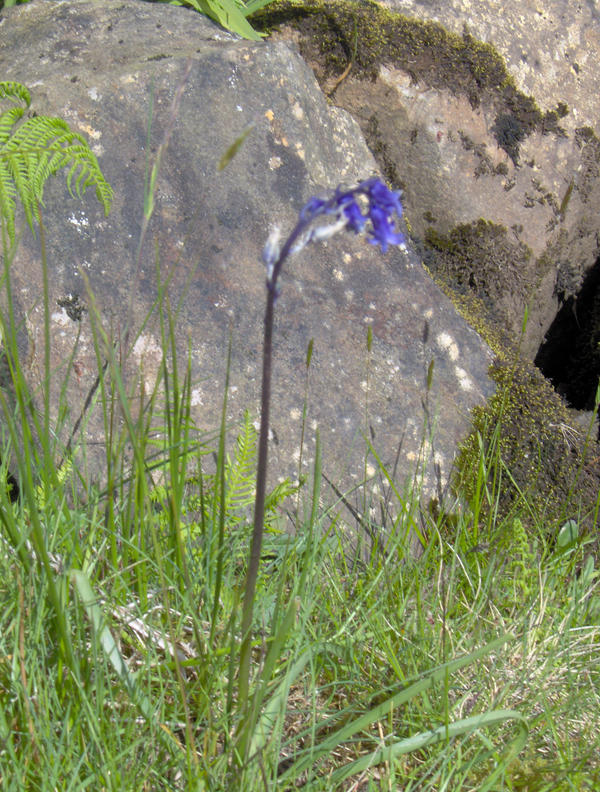 The Last Blue Bell by GoldenHairFighter on DeviantArt