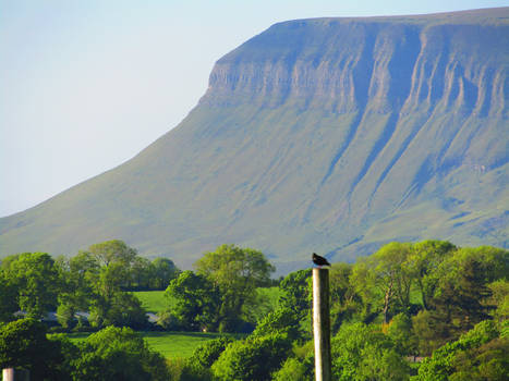 Bird or Benbulben???