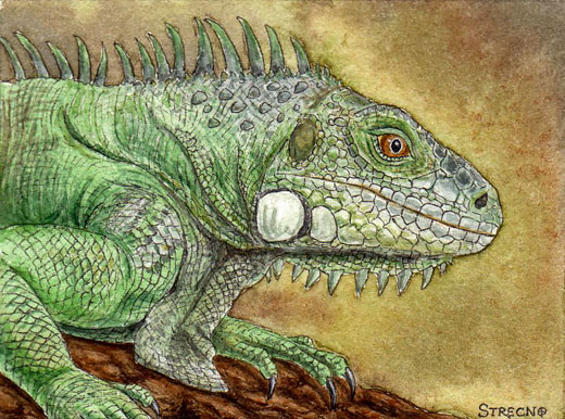 ACEO Iguana